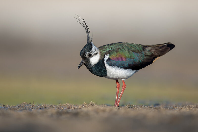 northern lapwing, vanellus vanellus, lapwing, wader, shorebird, bird, wild bird, wildlife, wildlife photography, bird photography, nature, nature photography, grassland, meadow, wetland, field, european bird, breeding plumage, crest, iridescent feathers,  Northern Lapwing with Elegant Crest фото превью