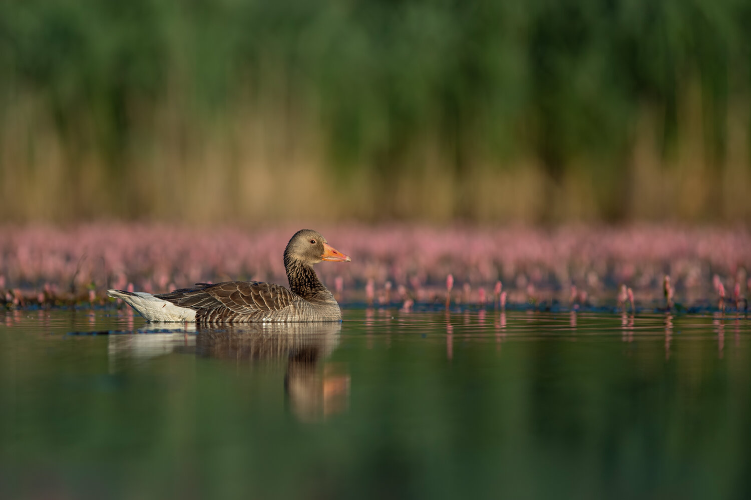 greylag goose, anser anser, goose, wild goose, waterfowl, bird, wildlife, wildlife photography, bird photography, nature, nature photography, lake, wetland, marsh, reflection, calm water, sunrise, morning light, golden hour, pink flowers, aquatic plants, , Damian Kwasek