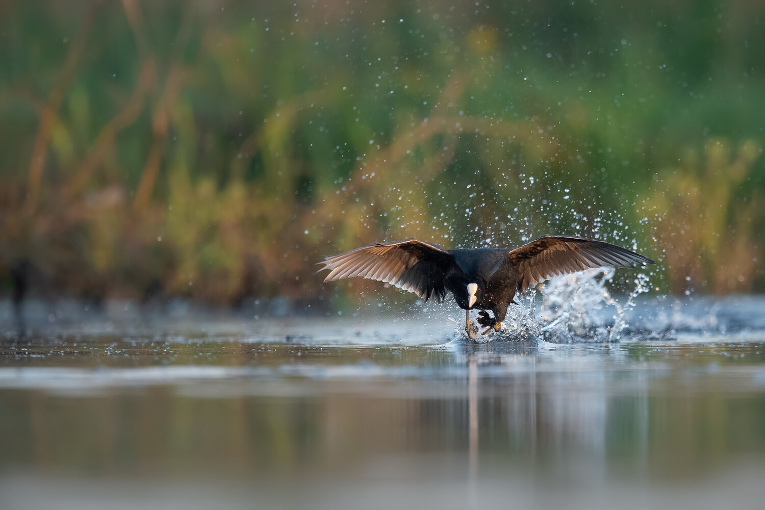 eurasian coot, fulica atra, coot, water bird, waterfowl, bird, wildlife, wildlife photography, bird photography, action, takeoff, running on water, splashing water, water splash, wings spread, flight, dynamic, motion, wetland, marsh, lake, reflection, mor, Damian Kwasek