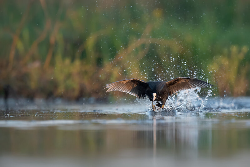eurasian coot, fulica atra, coot, water bird, waterfowl, bird, wildlife, wildlife photography, bird photography, action, takeoff, running on water, splashing water, water splash, wings spread, flight, dynamic, motion, wetland, marsh, lake, reflection, mor Eurasian Coot Running Across Water with Splashing Wings фото превью