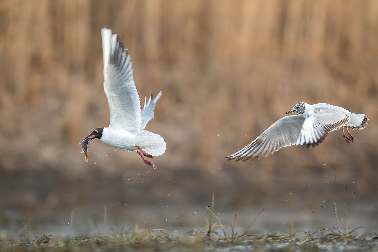 black-headed gull, chroicocephalus ridibundus, gull, gulls, bird, water bird, seabird, wildlife, wildlife photography, bird photography, fish, caught fish, hunting, feeding, prey, food competition, chase, pursuit, action, flight, birds in flight, wings sp, Damian Kwasek