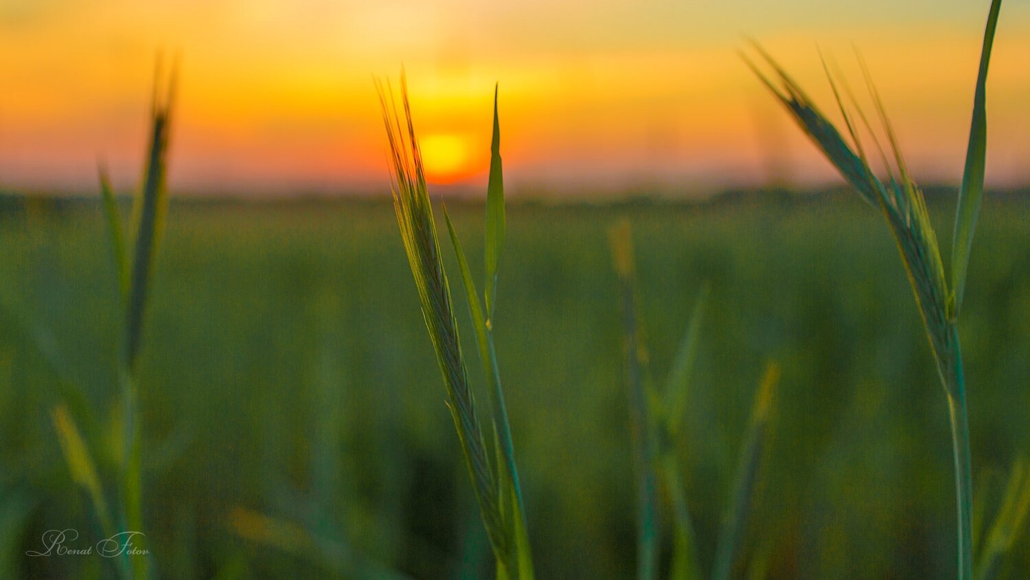 , Renat Fotov
