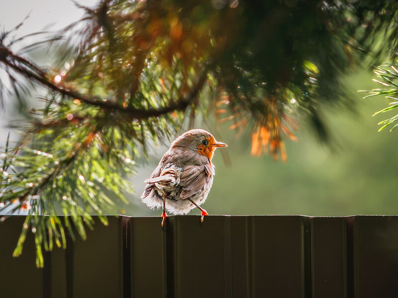 птицы, животные, фотоохота, малиновка, зарянка, природа, birds, nature, animals Зарянка фото превью