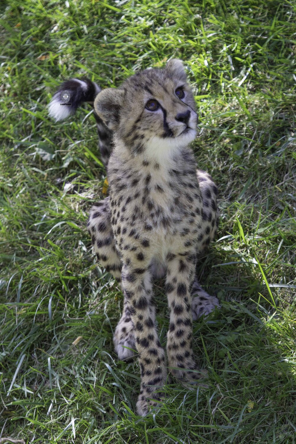 Cheetah. Автор: Ali Pashang , Ali Pashang