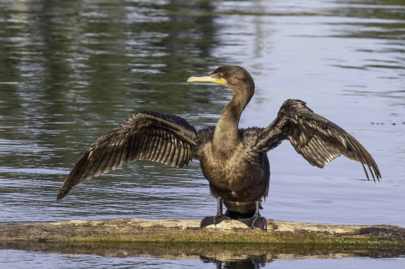 Cormorant фото превью