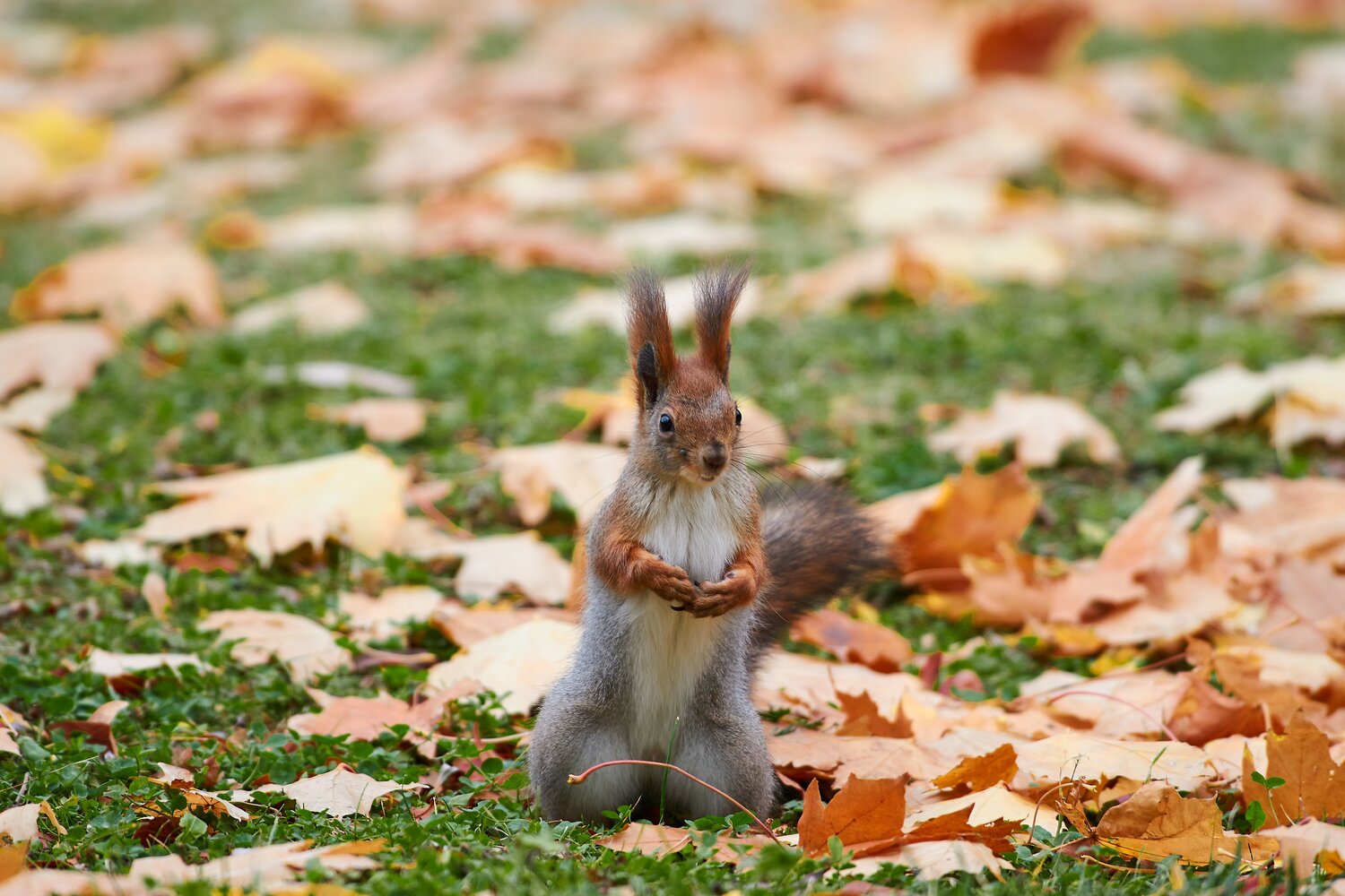 Sciurus vulgaris. Автор: Павел Сторчилов Sciurus vulgaris, блека, белка обыкновенная, волгоград, Павел Сторчилов