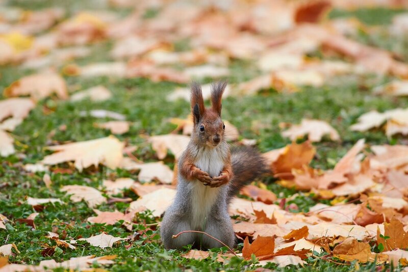 Sciurus vulgaris фото превью