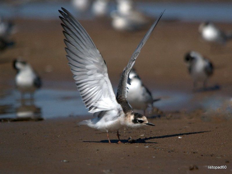 крачки фото превью