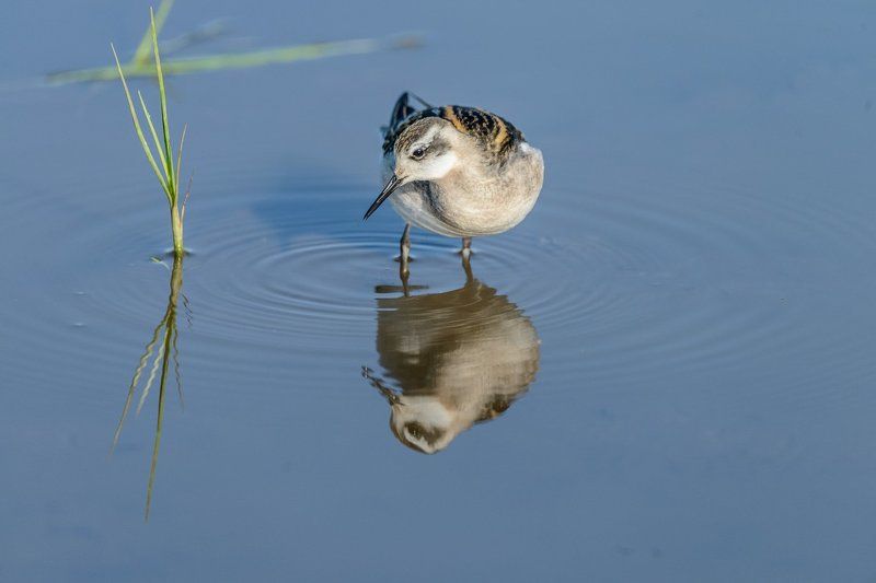 Круглоносый плавунчик, птицы, Сибирь Круглоносый плавунчик фото превью
