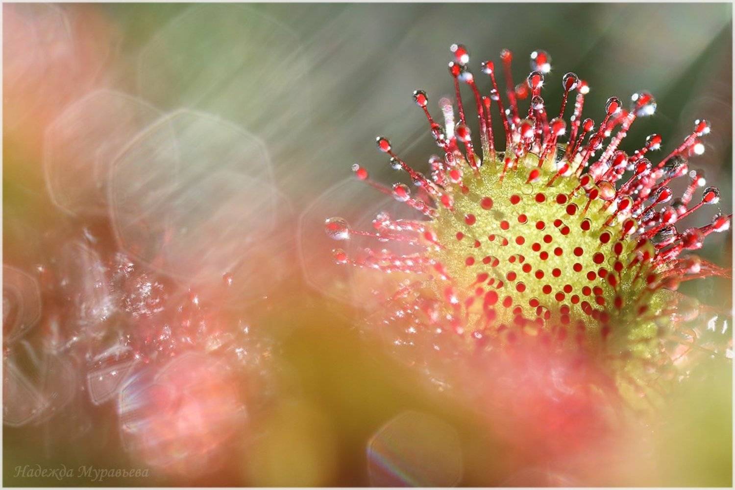Drosera rotundifolia, Круглолистная, Росичка, Росянка, Царёвы очи, Надежда Муравьёва