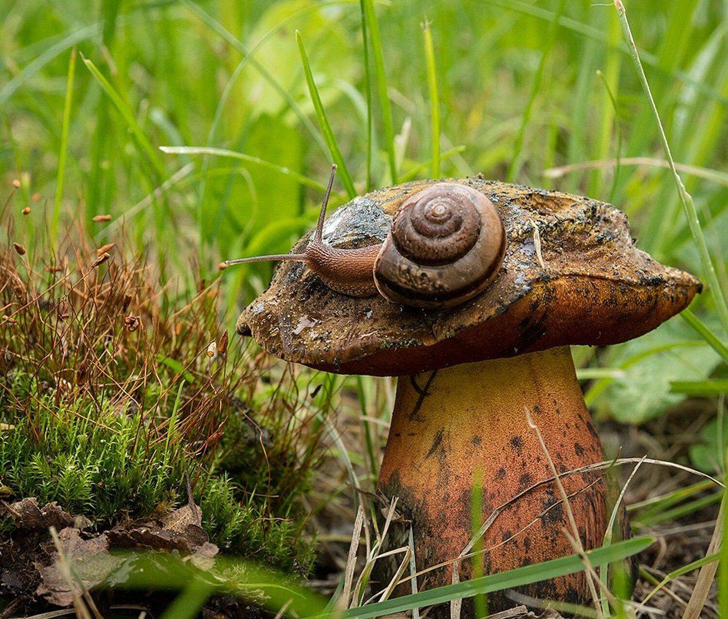 , Анатолий Зверев