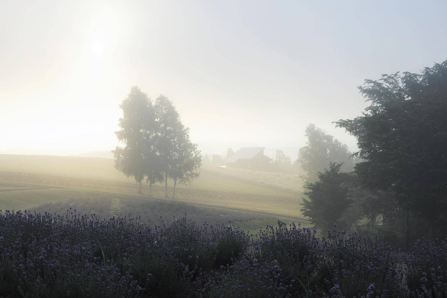 asia,japan,hokkaido,summer,morning,fog,lavender,purple,flower,house,rural,, Shin