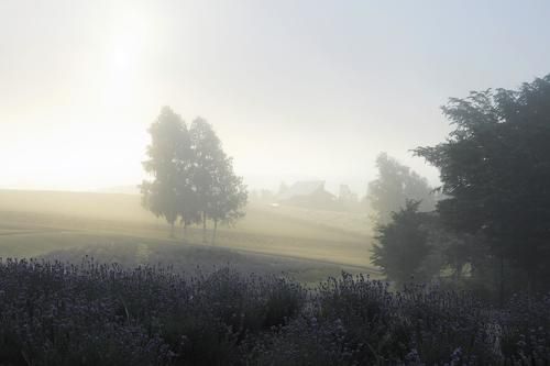 Lavender in the fog