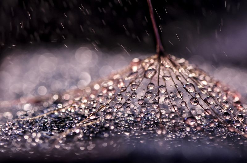 water, macro, light, drops, drop, dandelion, droplet, dandelion seed,droplets, капелька, вода, макро, свет, капли, одуванчик, капельки \'\'\\ фото превью