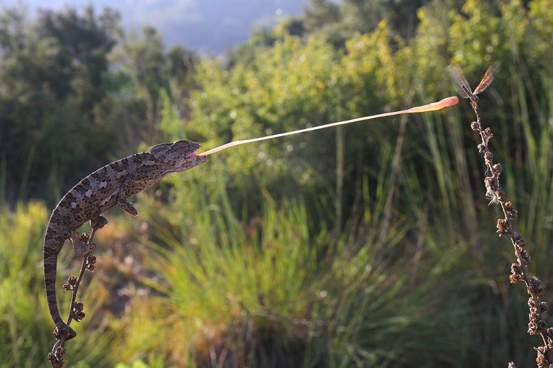 nature,animal,canon,wildlife,chameleon,hunter,summer,lights laser effect фото превью