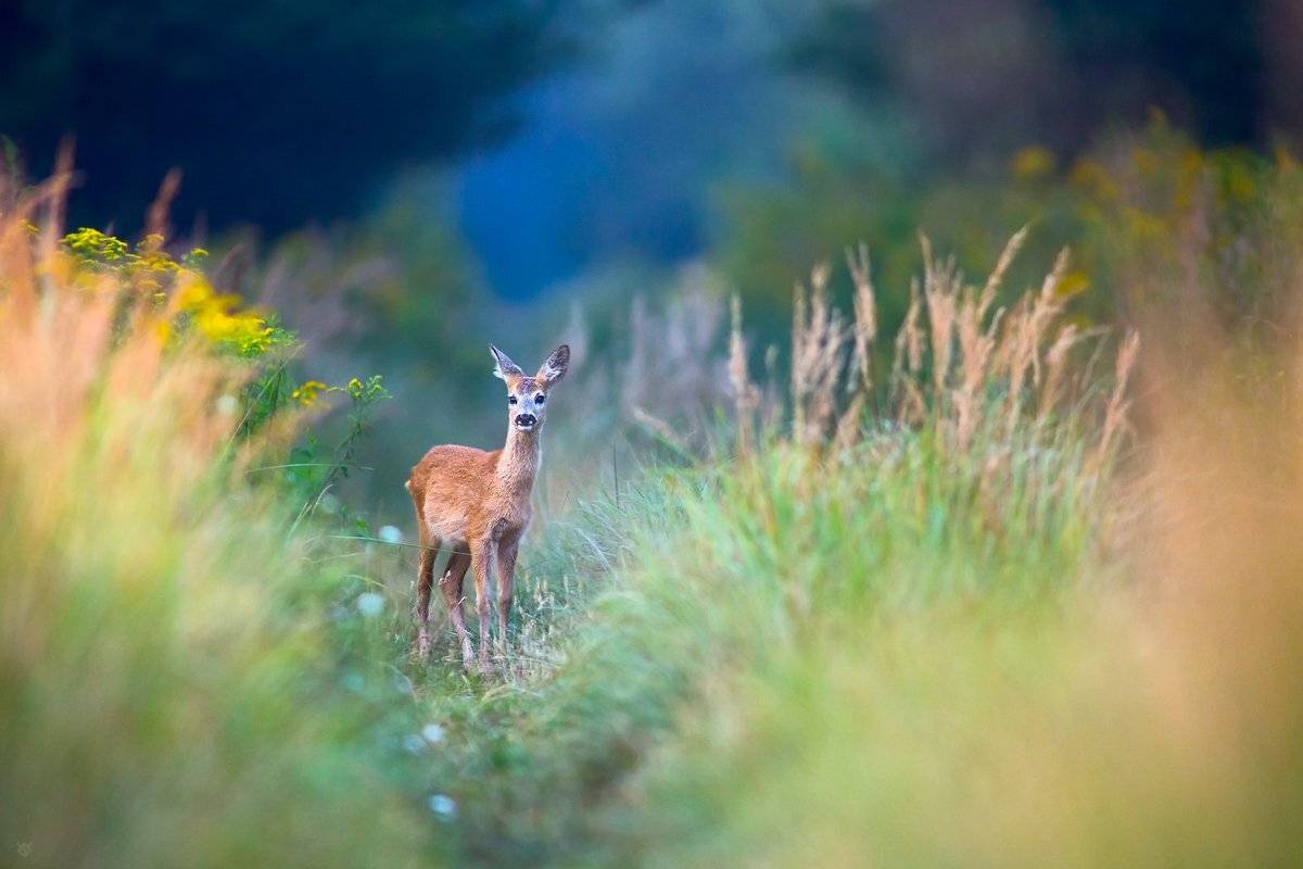 roe-deer, wildlife, animal, Wojciech Grzanka