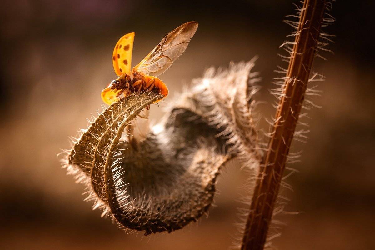 , Nicolae Fanurie Chirobocea