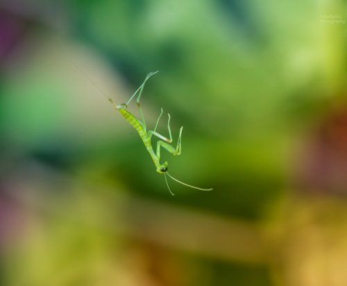 В новый мир 2