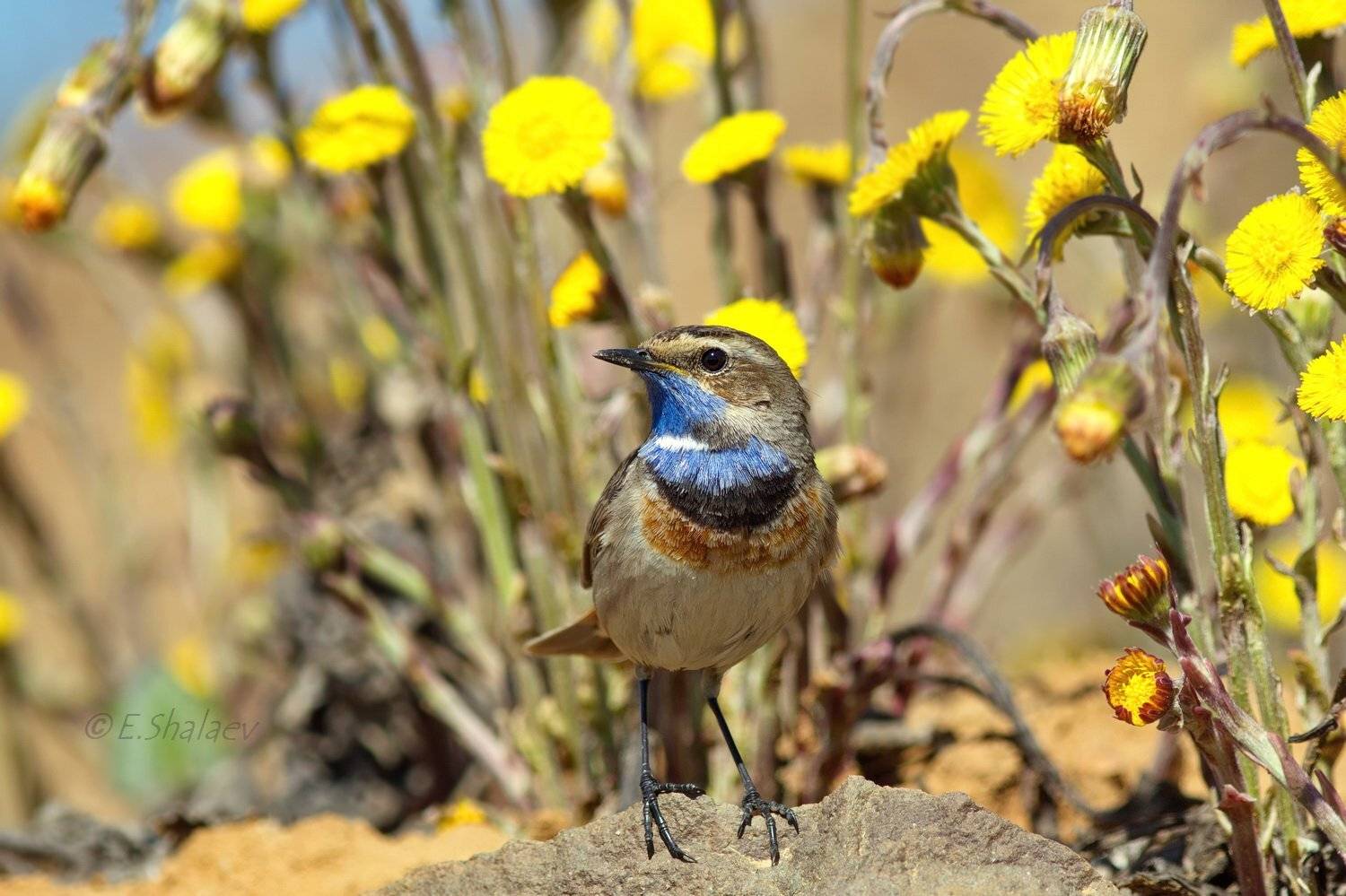 Birds, Bluethroat, Luscinia svecica, Варакушка, Птица, Птицы, Евгений