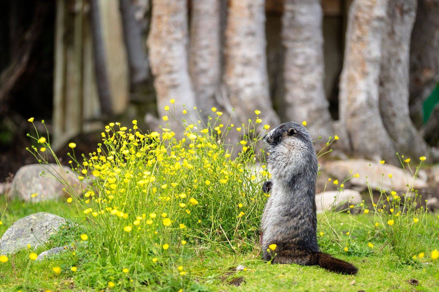 canada, alberta, jasper, marmot, facepalm, Денис Семенов