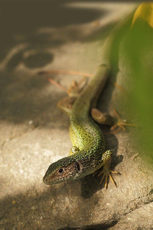 Зеленая ящерица фото превью