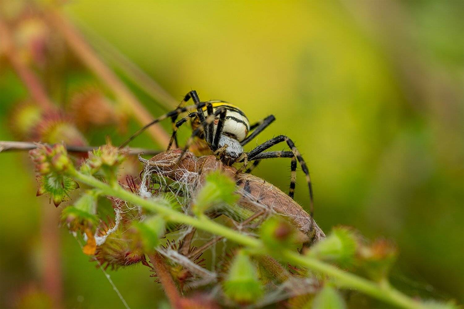 , Анатолий Зверев