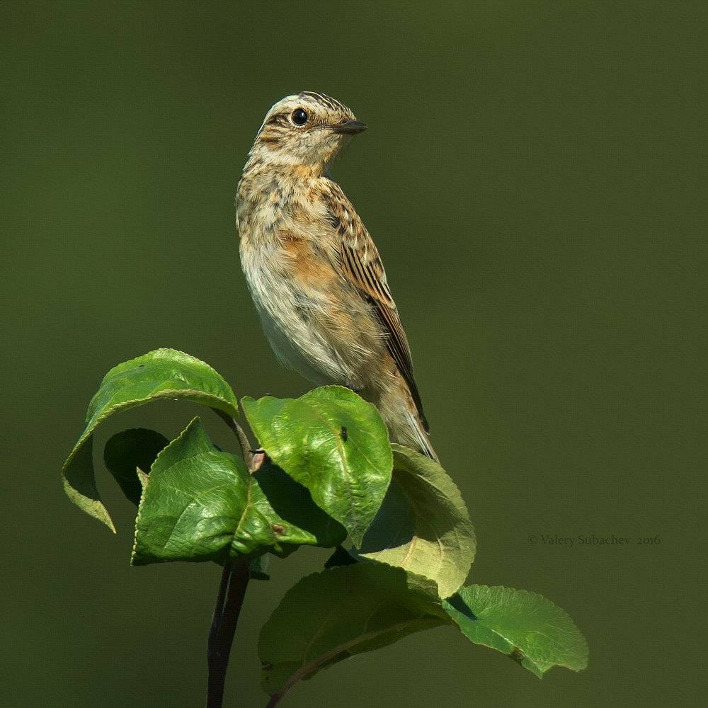 , Валерий Субачев