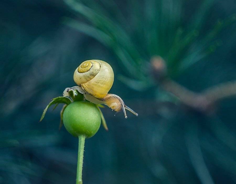 , Pawel Plucinski