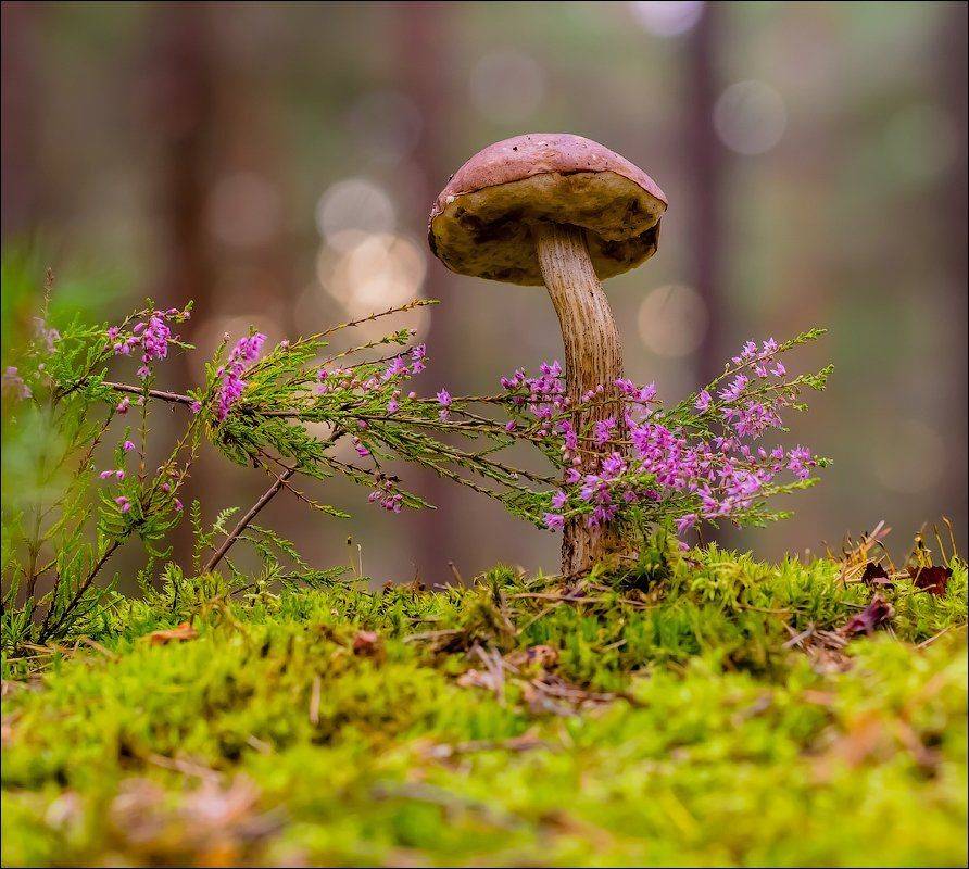 , Бурлов Андрей