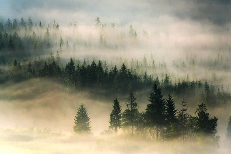 The Misty Dreams... фото превью