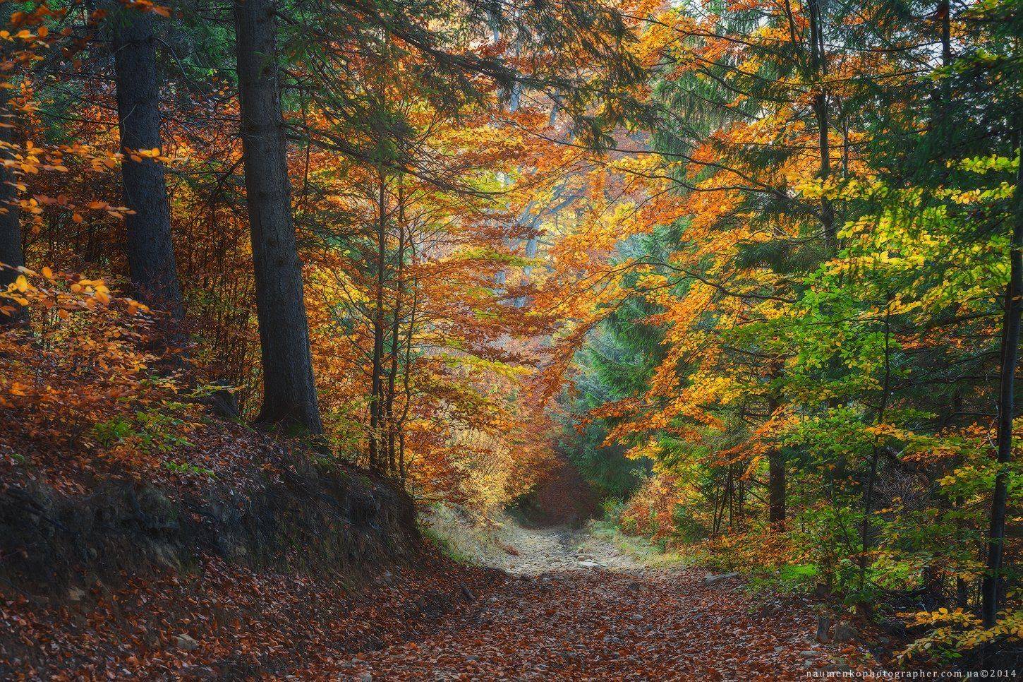 европа, украина, карпаты, дземброня, осень, пейзаж, солнце, рассвет, путешествия, туман, горы, лес, красивый, горы, дерево, природа, фон, декорации, сезон, осень, небо, красный, цвет, вид, окружающий, среда, утро, натуральный, дерево, сельский, сцена, кра, Александр Науменко