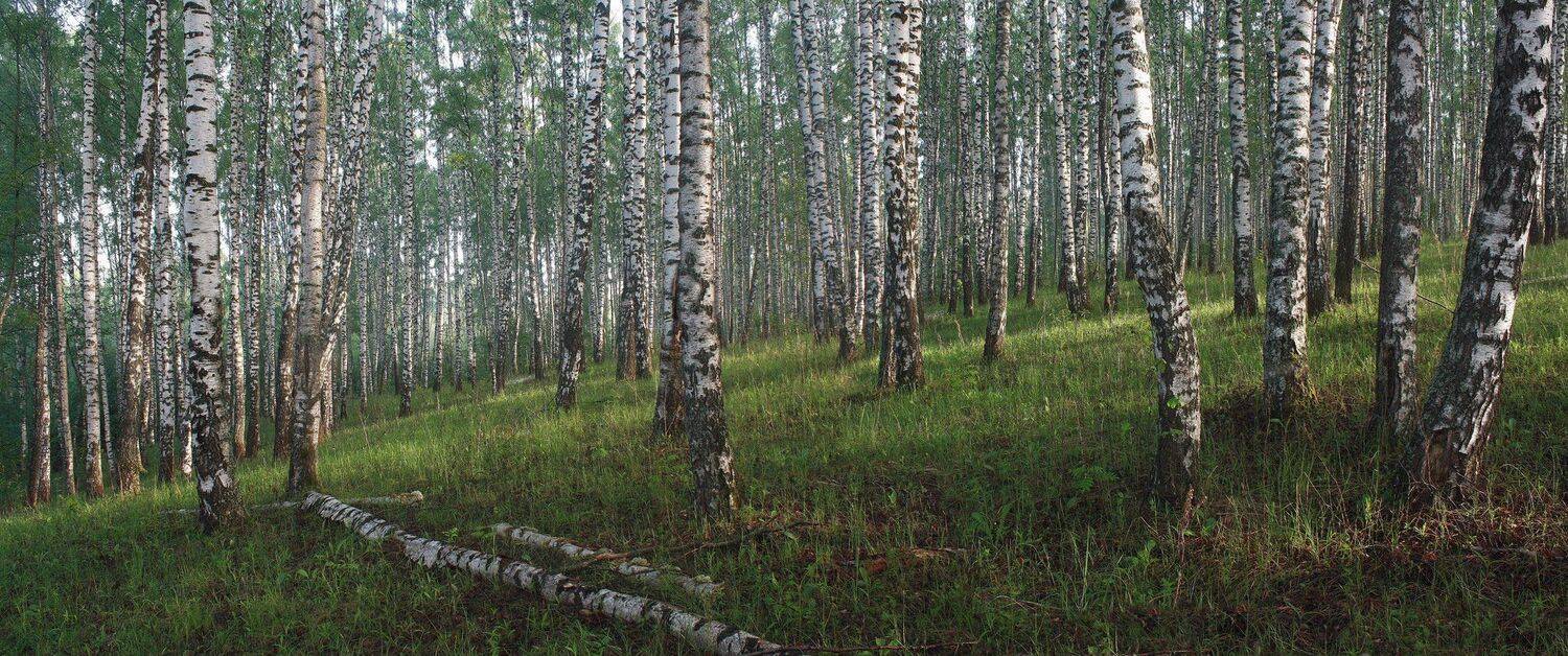 весна, Свистков Александр