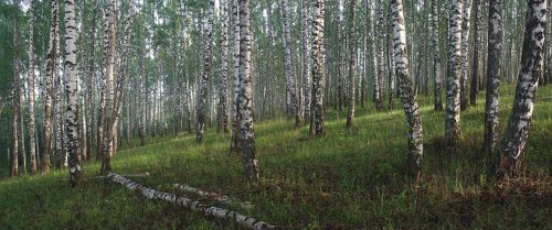 Русский пейзаж )