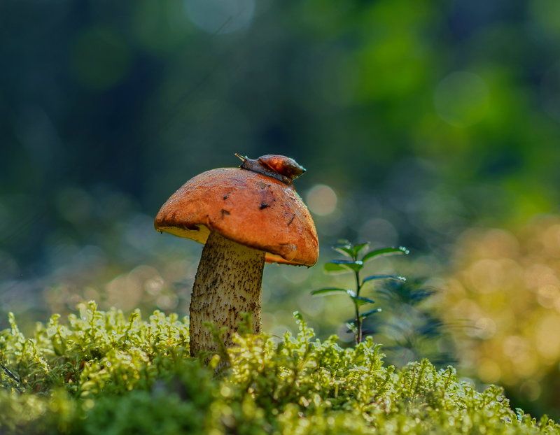 Назвался груздем, не говори, что ты подосиновик фото превью