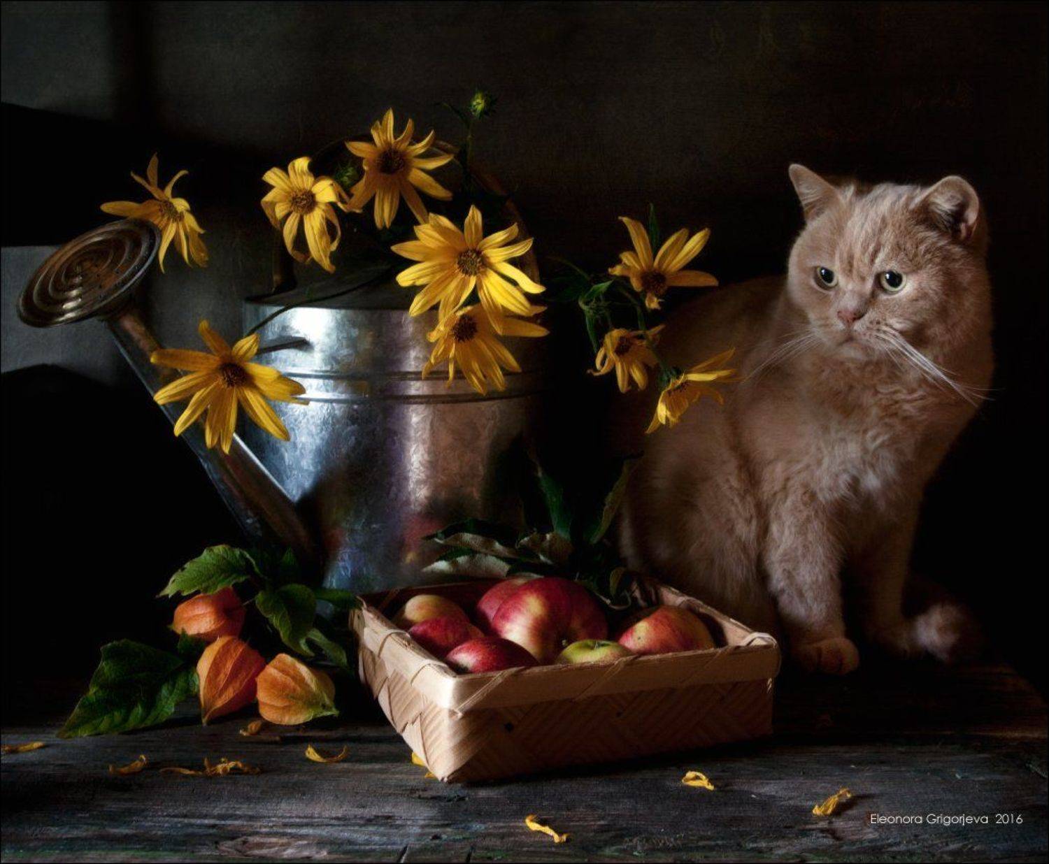 дача, жёлтый, кот, лейка, натюркотики, физалис, яблоки, Eleonora Grigorjeva