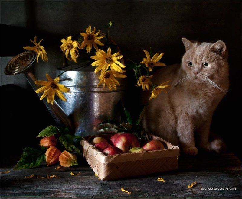 дача, жёлтый, кот, лейка, натюркотики, физалис, яблоки Вы говорите - скоро осень? фото превью