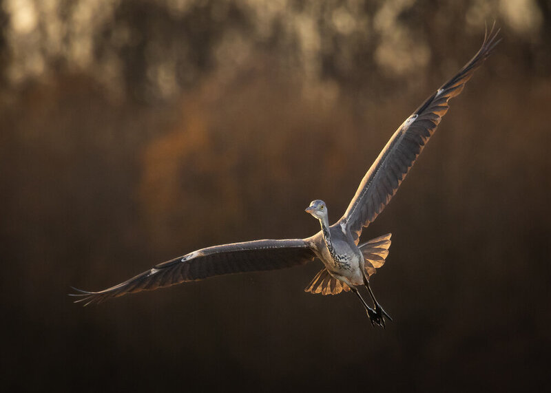 Heron фото превью