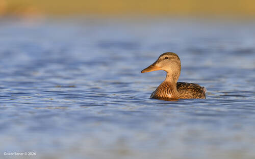Mallard