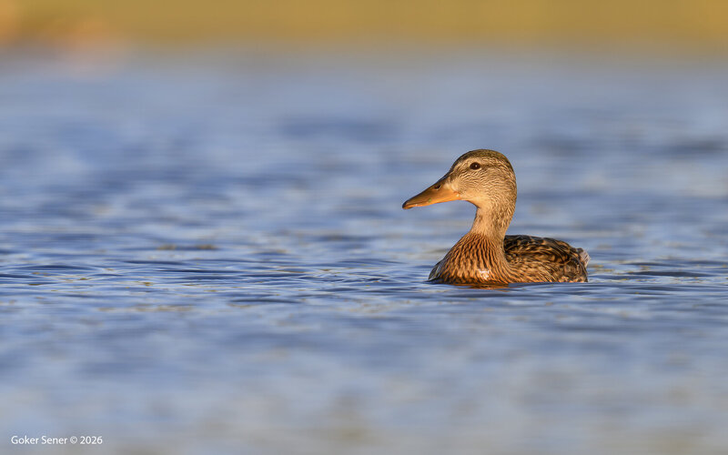 mallard, duck Mallard фото превью