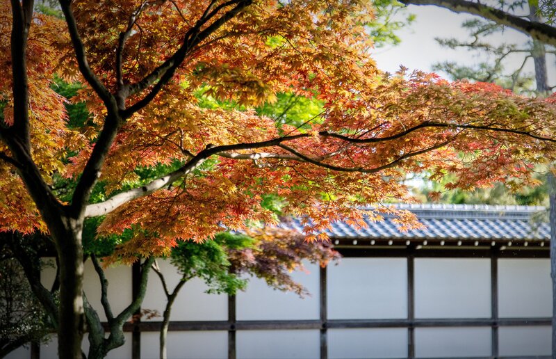 Japan, Kyoto Клены фото превью