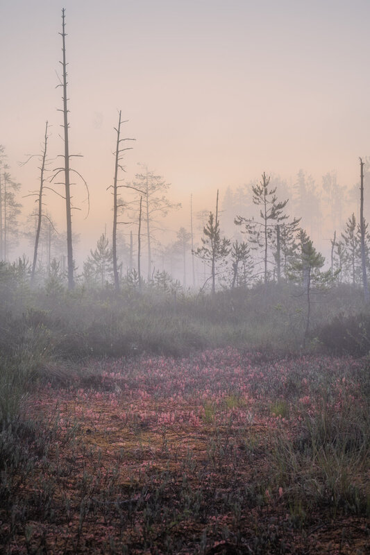 болоталенинградскойобласти, туман, болота, swamp, bog Мочажина с росянками фото превью