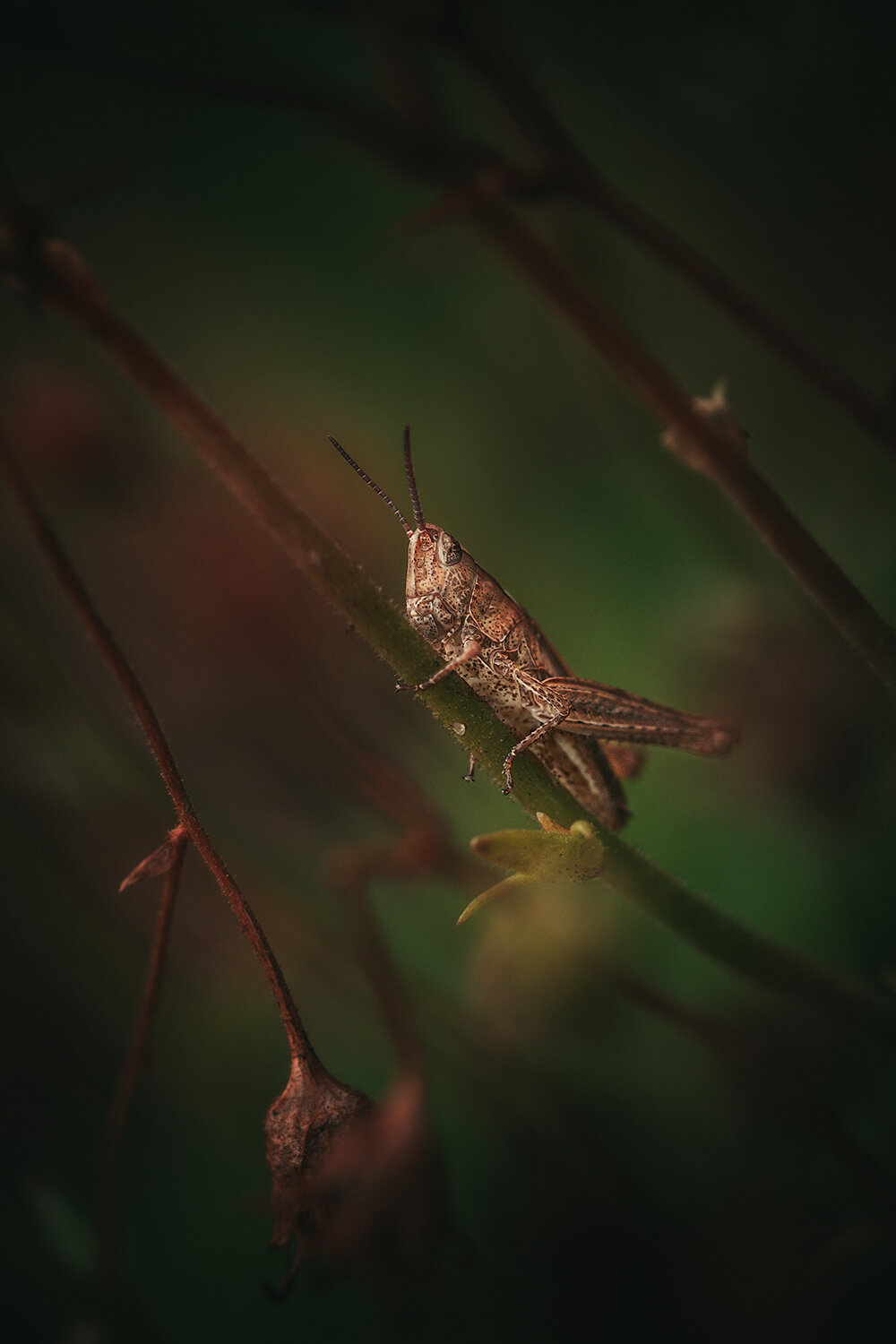 Притаился. Автор: Волкова Анна насекомые, макро, природа, insects, macro, nature, саранча, Волкова Анна