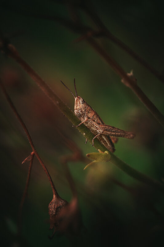 насекомые, макро, природа, insects, macro, nature, саранча Притаился фото превью