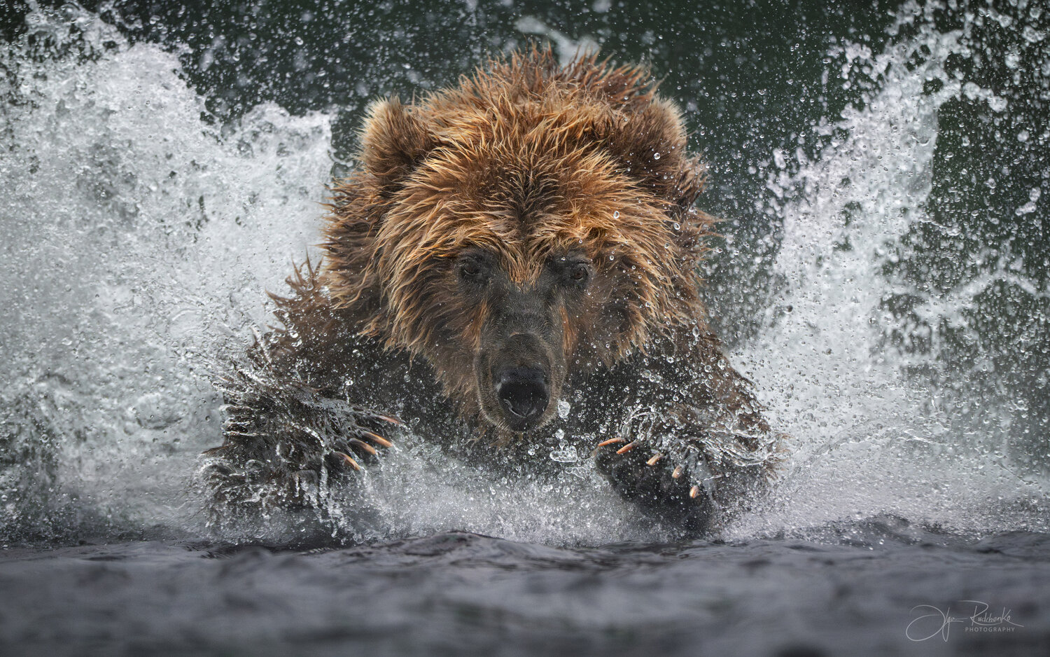 медведь, медведи, бурый медведь, камчатка, хищник, bear, двухюрточное озеро, Рудченко Ольга