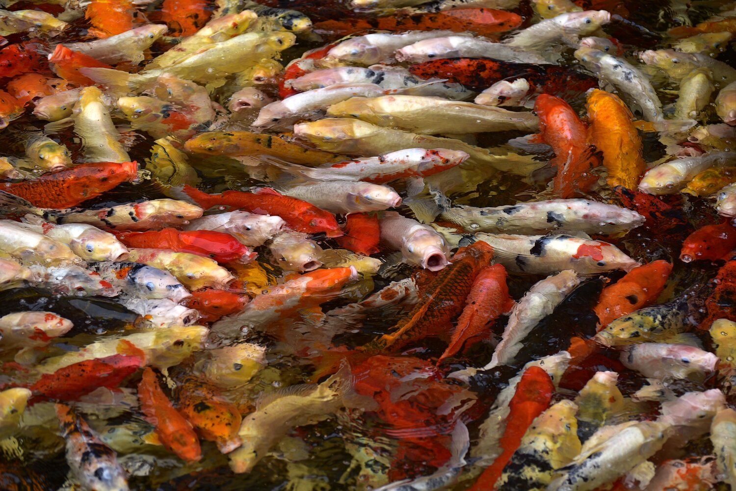 Cyprinus carpio haematopterus.. Автор: Корнейчук Игорь , Корнейчук Игорь