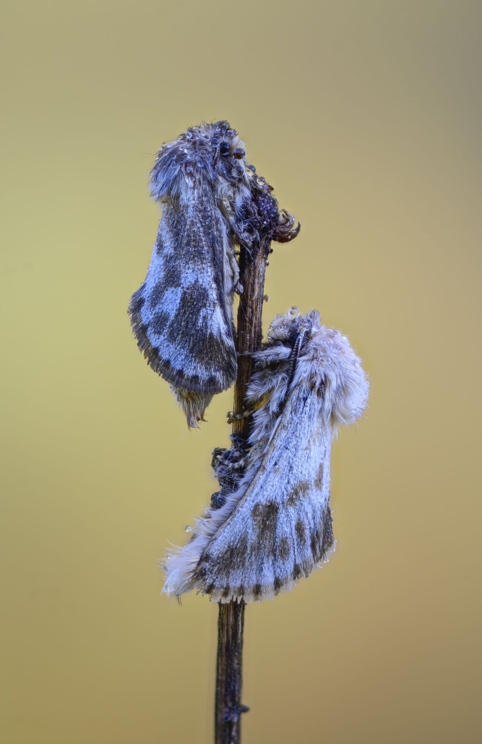 macrophotography, bugs, moth, butterfly, Camilla Zocchi
