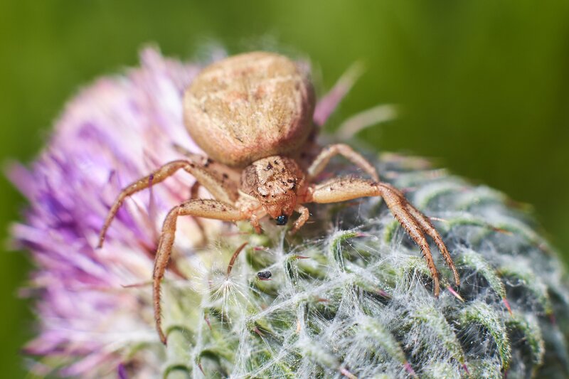 Xysticus kochi, Ксистикус Коха Xysticus kochi фото превью