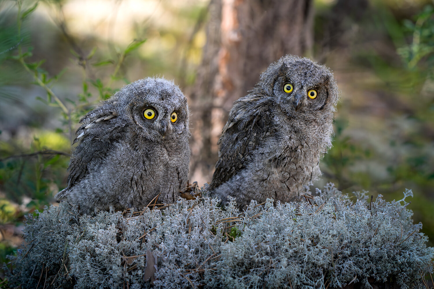 Лесовики. Автор: Михаил Ездаков Сплюшка, сова, совенок, Eurasian scops owl, scops owl, портрет, глаза, Михаил Ездаков