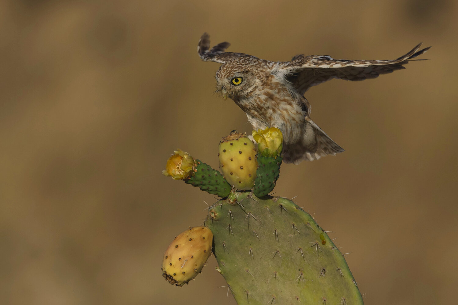 Landing on the Prickly Pear. Автор: David Manusevich , David Manusevich