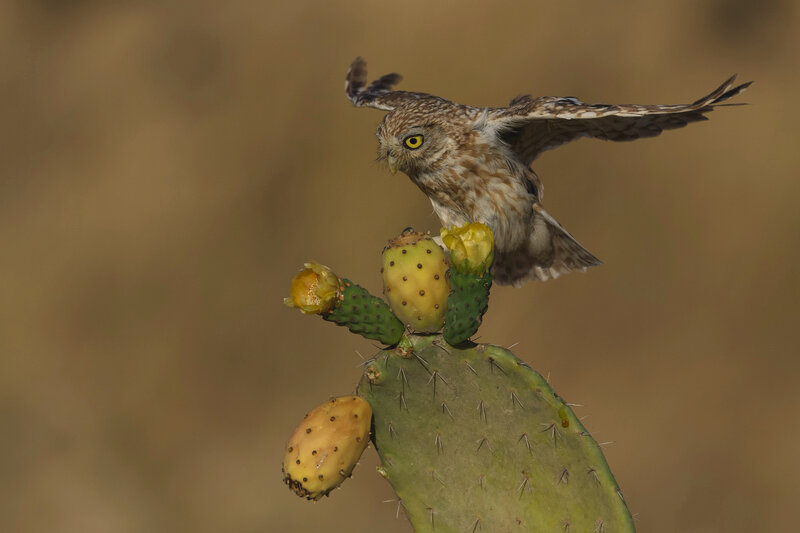 Landing on the Prickly Pear фото превью